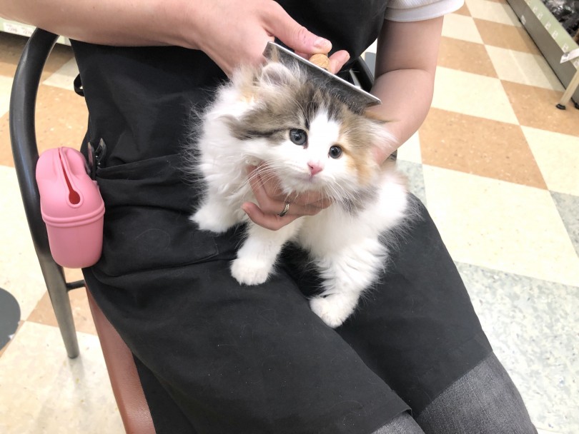 ノルウェージャンちゃんは、お手入れ上手 | ノルウェージャンフォレストキャット （118573） - 城山店