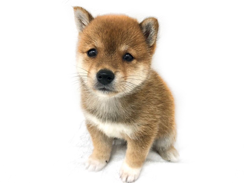 お座りしていい子な豆柴くん！ | 豆柴犬 （140705） - 横浜 元町店
