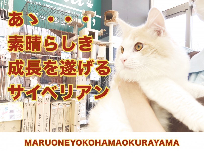 【 サイベリアン 】超絶イケメン！わんこと仲良くできる秀逸にゃんこ！