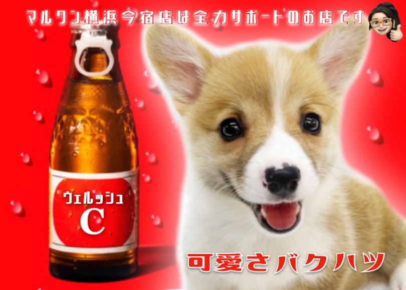 【 コーギー 】桃尻で短足が魅力！レッド＆ホワイトのウェルッシュCな女の子！