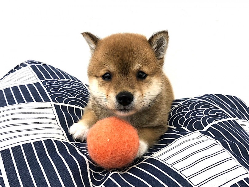 唐草模様のバンダナや首輪が似合います絶対に（笑） | 豆柴犬 （140705） - 横浜 元町店
