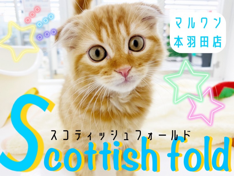 【 スコティッシュフォールド 】激かわ垂れ耳！人懐っこさ抜群の癒しの天使登場！