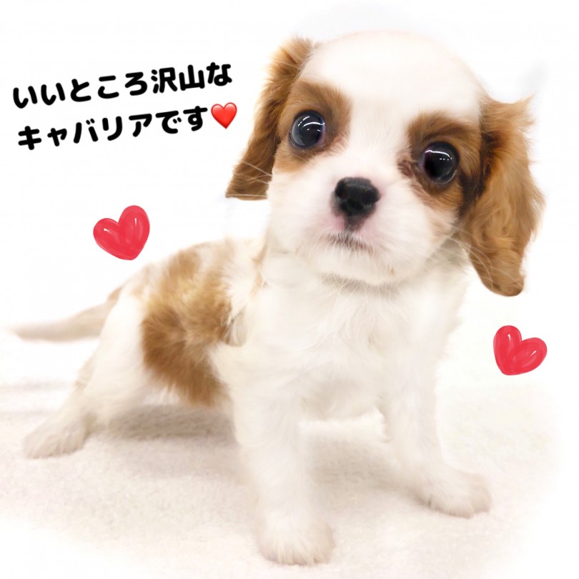 キャバちゃんに会いにお越しになってください♪ | キャバリア・キングチャールズ・スパニエル （118579） - 城山店