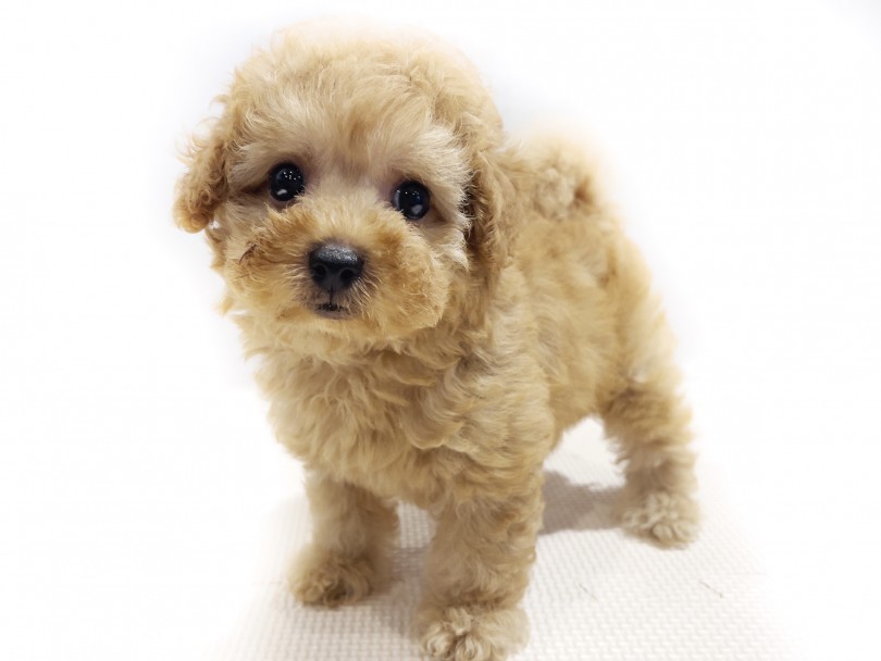 超人気のハイブリッド犬種！人気の秘密とは？ | MIX犬 マルプー （11858） - 横浜 白楽店
