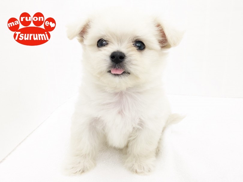 マルチーズ・チワワ・ペキニーズ感も感じられる特別なわんこ！ | MIX犬 チワチーズ （713804） - 鶴見店