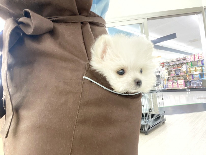 ポケットに収まっちゃう小ささ♡小さなお子様でも安心して抱っこ出来るサイズ！ | MIX犬 ポメマル （512735） - 本羽田店