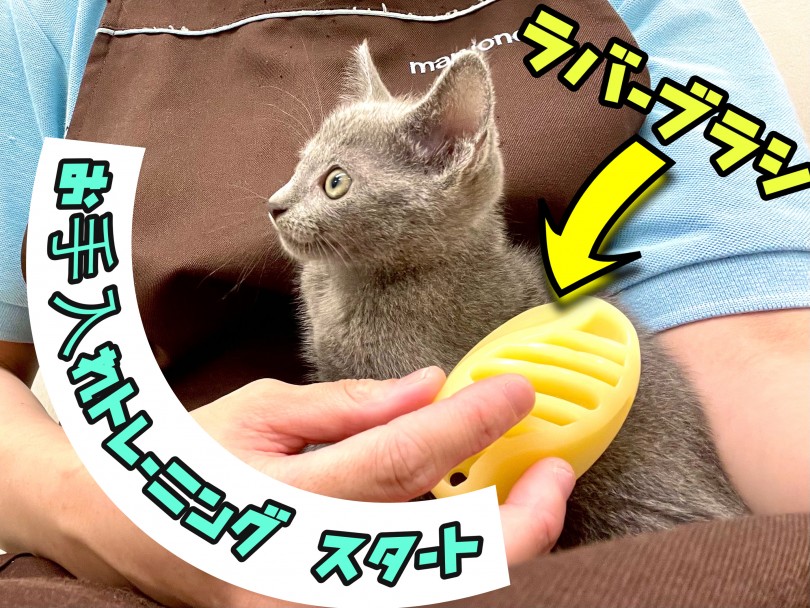 お手入れトレーニング | ロシアンブルー （150214） - 東川口店