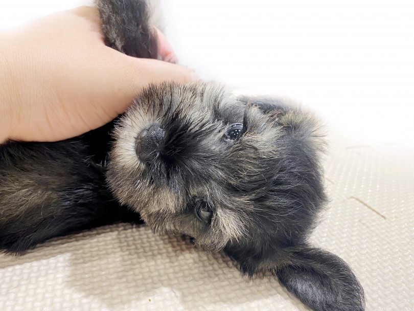 おっとりとしたシュナウザーちゃんと一緒にお待ちしております♪ | ミニチュア・シュナウザー （11855） - 横浜 白楽店