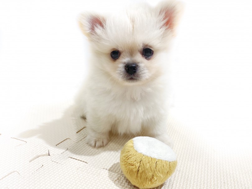 ペキポメちゃんの性格は「マイペース甘えんBOY」です！ | MIX犬 ペキポメ （11856） - 横浜 白楽店