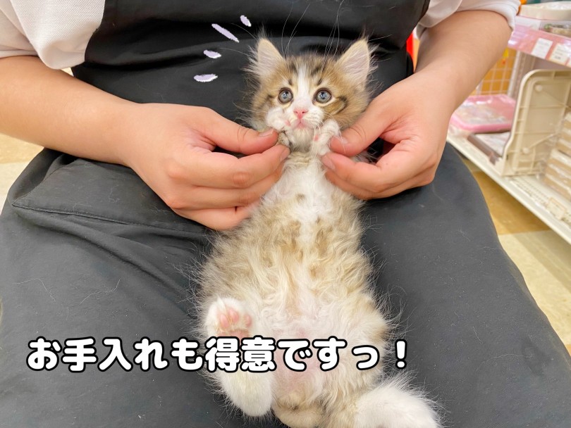 お手入れまで上手 | サイベリアン （118573） - 城山店