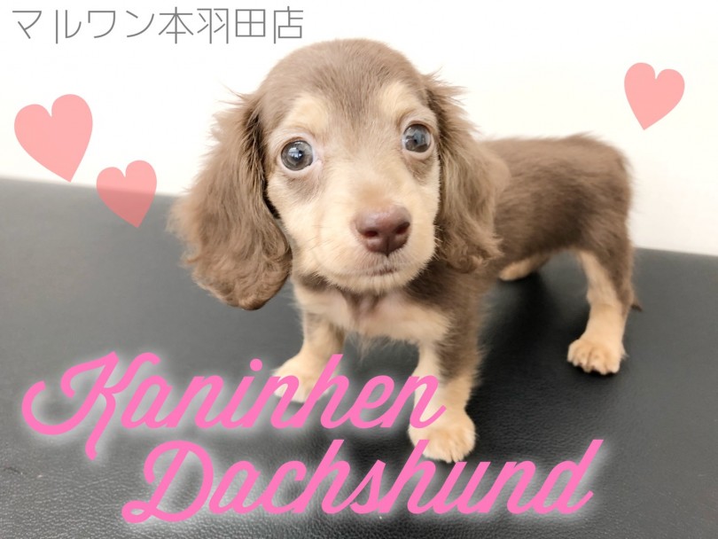 【 カニンヘンダックス 】 胴長短足が可愛すぎる人気色チョコタンベイビーが登場！