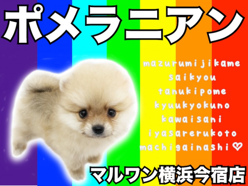 【 ポメラニアン 】ライフログ〜最新情報をお届け！生後2ヶ月のたぬきポメ編〜
