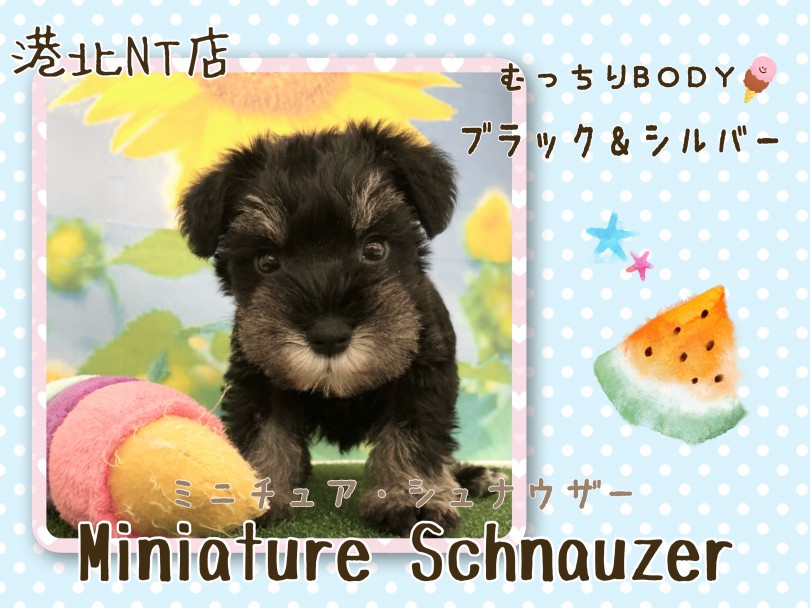 【 ミニチュアシュナウザー 】クールでスタイリッシュな甘えんボーイ