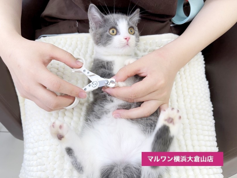 従順だからできる究極奥義！ヘソ天お手入れできちゃった・・・ | マンチカン （6131055） - 横浜 大倉山店
