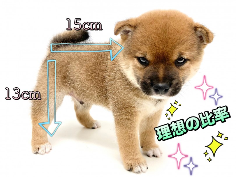体高は13cm 体長は15cm | 豆柴 (150212) - 東川口店