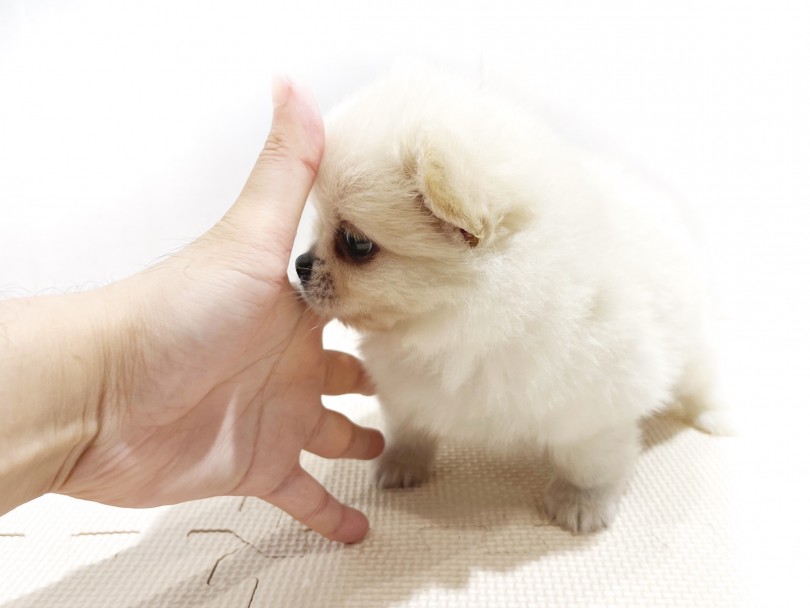 体高(縦身長)は、男性スタッフの手のひらを広げたときと同じくらい | MIX犬 ペキポメ （11856） - 横浜 白楽店