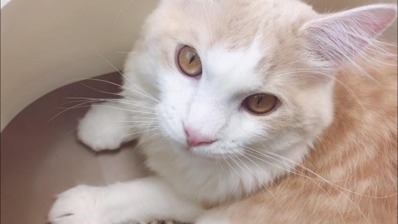 ペットライフのスタートに最適な月齢の猫ちゃんです | サイベリアン （6131009） - 横浜 大倉山店
