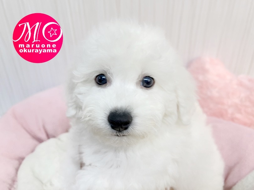 成犬時予想体重は4.0〜7.0kg | ビションフリーゼ （6131050） - 横浜 大倉山店