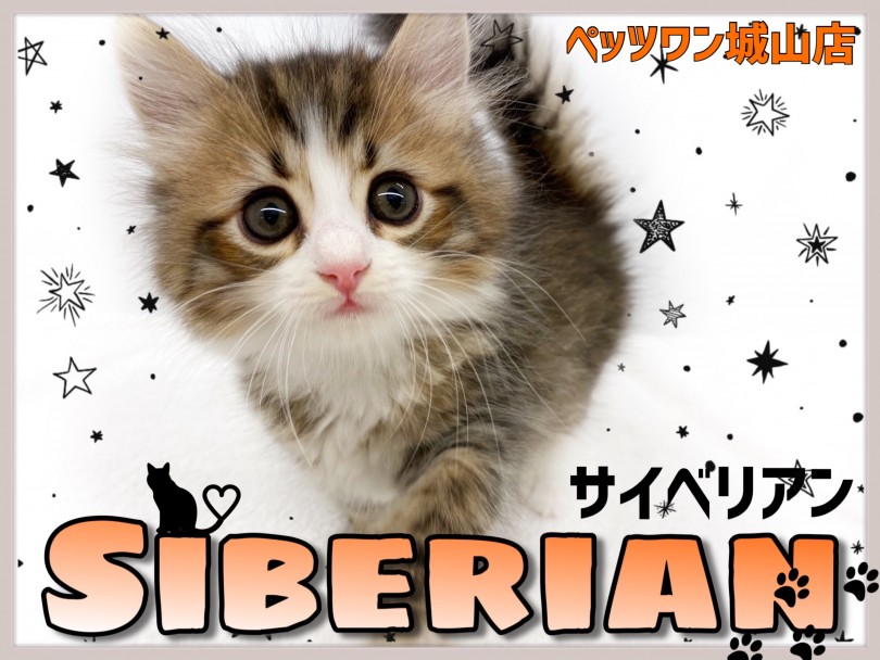 【 サイベリアン 】完璧すぎるイケメンサイベリアン