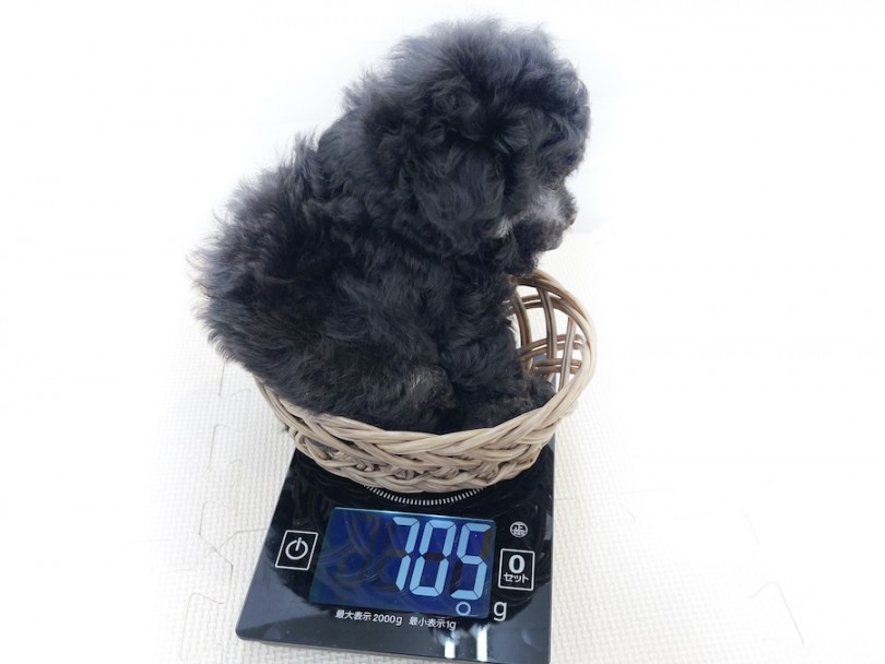 生後60日の体重は705g！ | トイ・プードル （814701） - 大和 相模大塚店