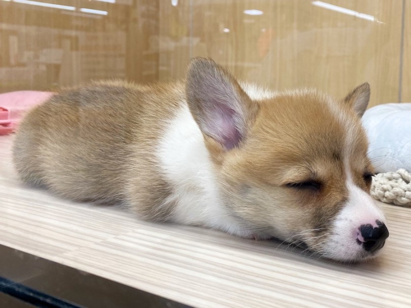 得意のマッチポーズで一眠り♪ | ウェルシュコーギーペンブローク （120420） - 横浜 今宿店