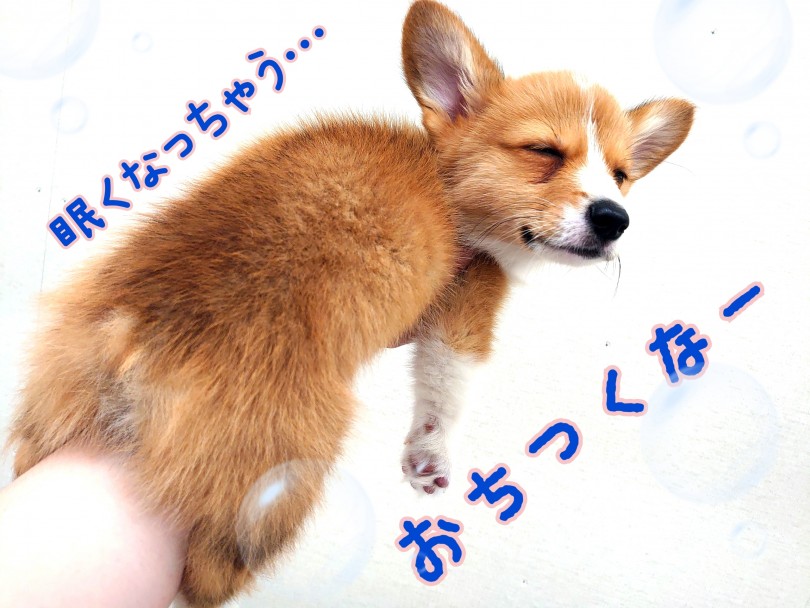 こうすると体も安定するので元気な子でもバタバタしにくくなるんです！ | ウェルシュコーギーペンブローク （130341） - 高井戸店