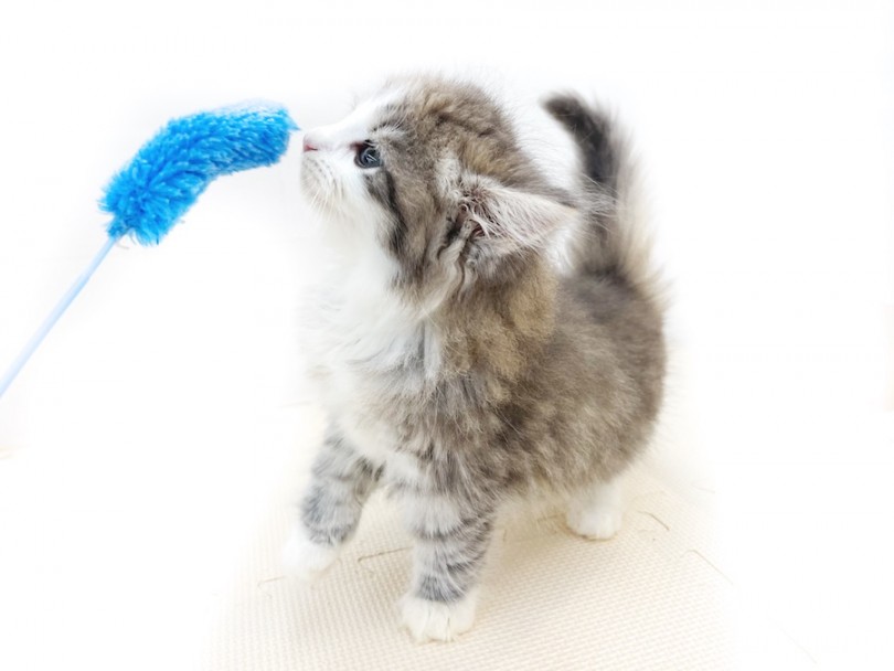ノルウェージャンフォレストキャットを迎えたら | ノルウェージャンフォレストキャット （814695） - 大和 相模大塚店