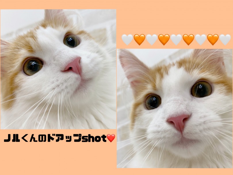 人懐っこく心の広い優しい性格! | ノルウェージャンフォレストキャット (116542) - 下丸子店