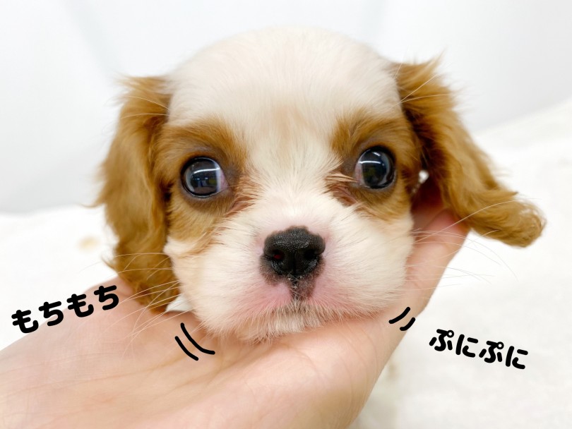 たぷたぷの口元がたまらない！ | キャバリア・キングチャールズ・スパニエル （118579） - 城山店