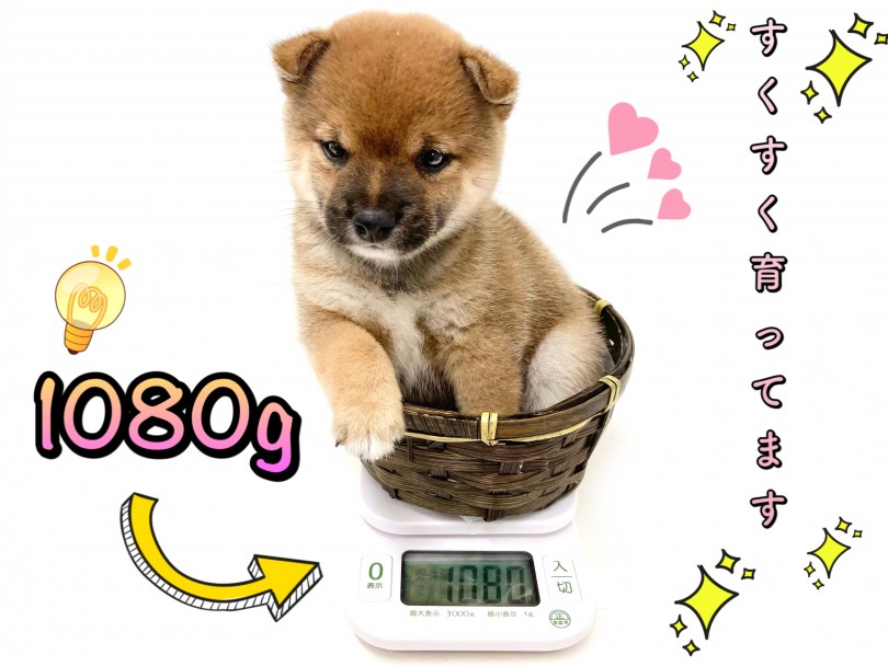 生後約2ヵ月時点、通常の柴犬と比べてしまうと圧巻の小ささです♪ | 豆柴 (150212) - 東川口店