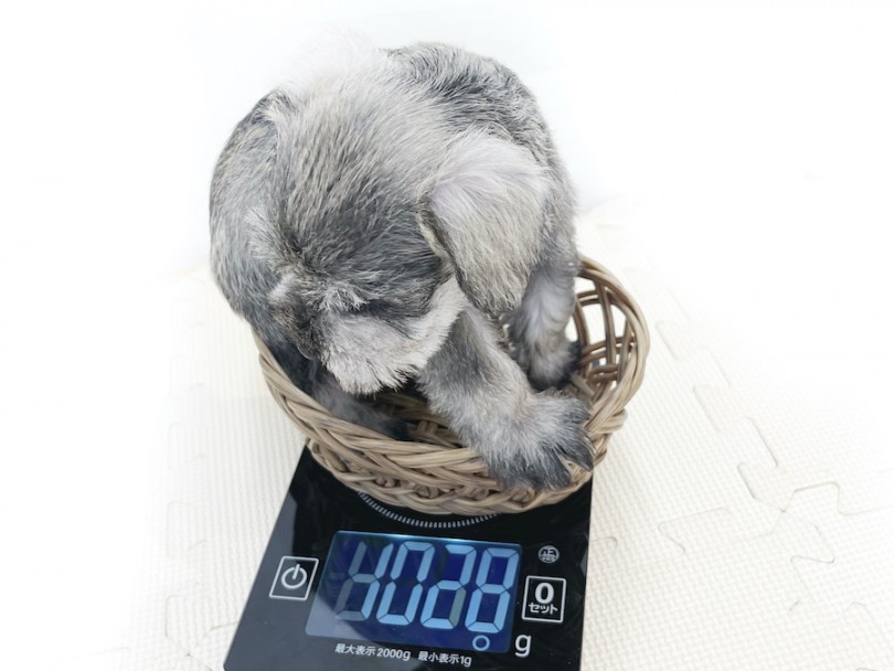 成犬時には5,5~6kg程になる予想 | ミニチュア・シュナウザー （814698） - 大和 相模大塚店