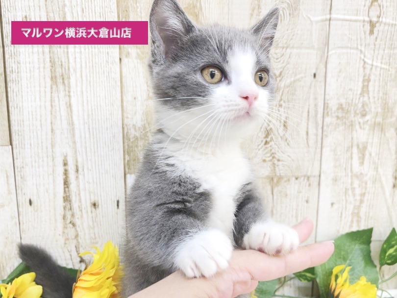 前足は白い手袋をしているみたい | マンチカン （6131055） - 横浜 大倉山店