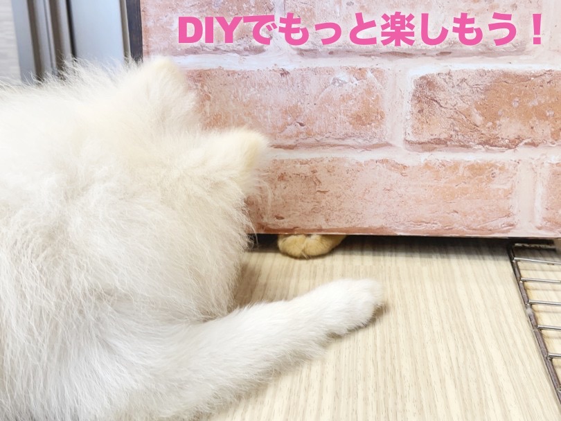 甘えん坊で人もワンちゃんも大好きなイケニャンラガマフィンくんに是非！会いに来てください♡ | ラガマフィン （6131017） - 横浜 大倉山店