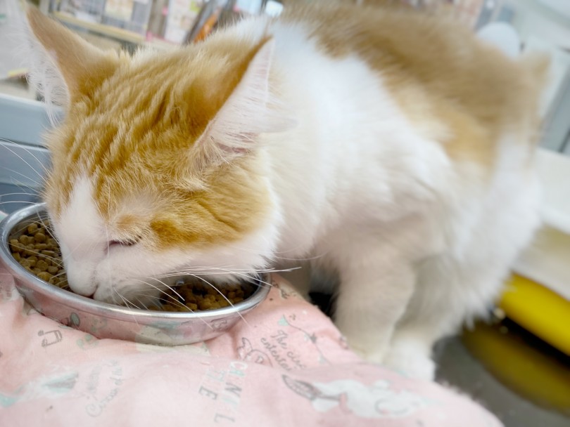 他の猫ちゃんよりも子猫の期間が長いのも大きな魅力ポイント! | ノルウェージャンフォレストキャット (116542) - 下丸子店