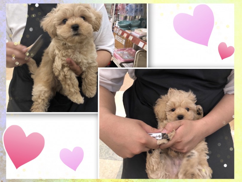 プーニーズくんはお手入れが上手 | MIX犬 プーニーズ （118581） - 城山店