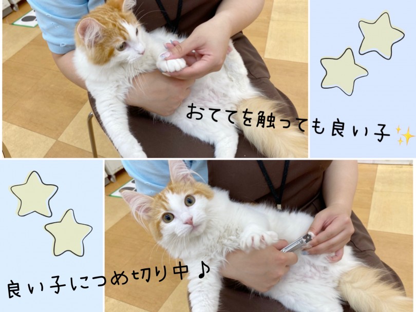 お手入れも慣れたにゃーん♪ | ノルウェージャンフォレストキャット (116542) - 下丸子店
