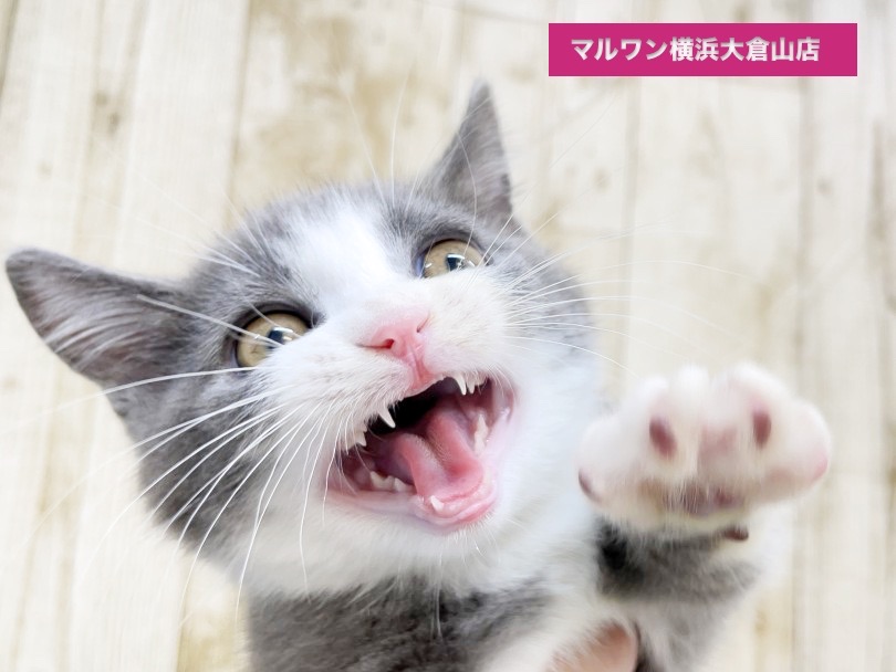 可愛さ異次元のスペシャルマンチカン | マンチカン （6131055） - 横浜 大倉山店