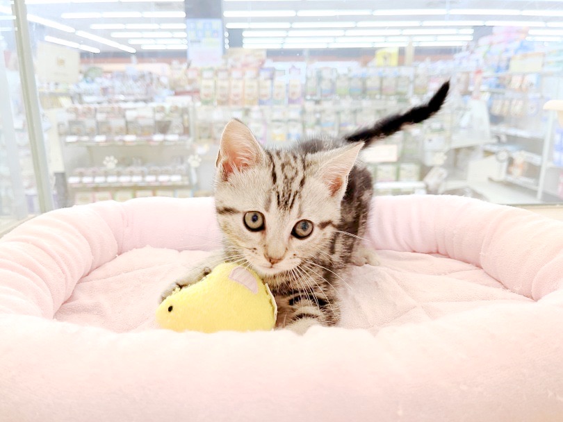 アメショマニアに何でも聞いてみるべし | アメリカンショートヘア （6131051） - 横浜 大倉山店