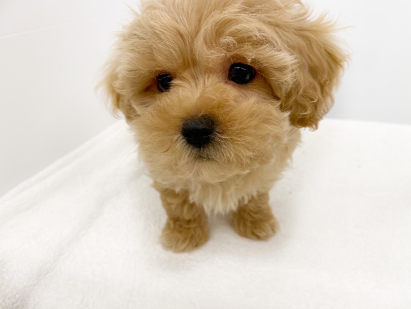 毛が抜けづらいんです！ | MIX犬 プーニーズ （118581） - 城山店