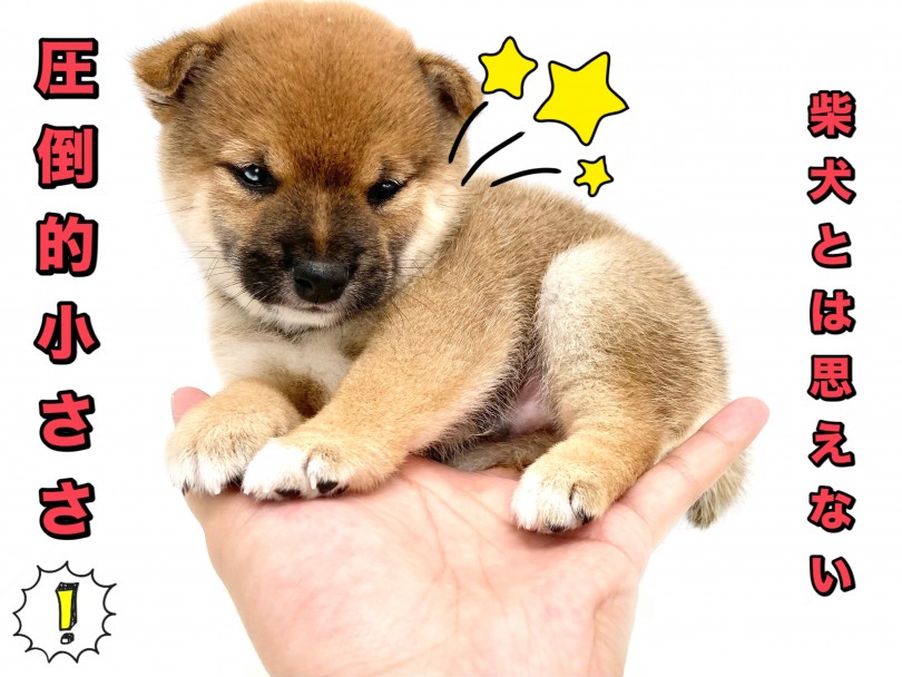 柴犬らしからぬ小さい体躯 | 豆柴 (150212) - 東川口店