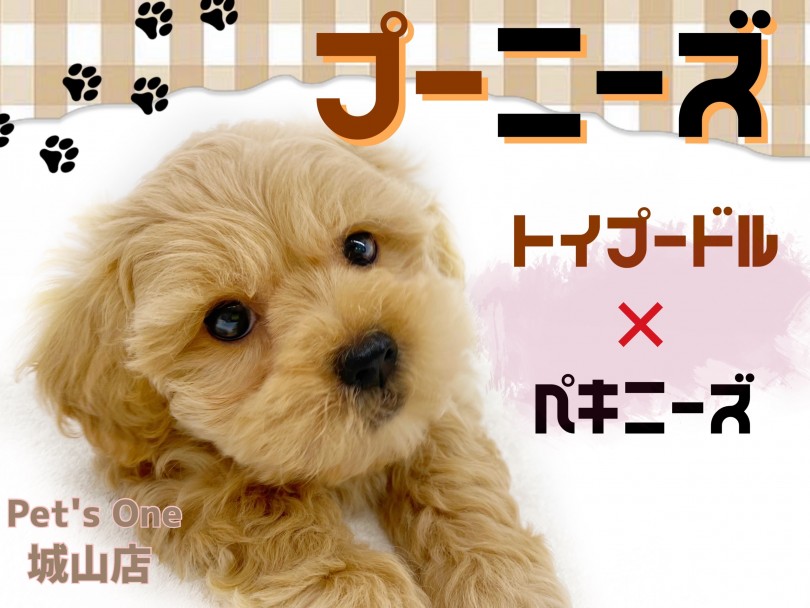 【 MIX 】まるでぬいぐるみ！性格も見た目も可愛すぎMIX犬プーニーズくん