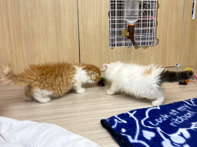 入店時からいつも一緒にいる仲良し兄妹♪ | スコティッシュフォールド （120428） - 横浜 今宿店
