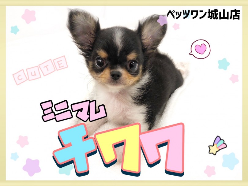 【 チワワ 】片手に収まってしまうミニマムチワワ