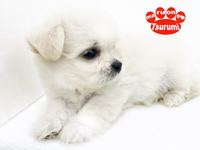 ママがチワワ、パパがマルチーズのMIXなんです！ | MIX犬 チワチーズ （713804） - 鶴見店