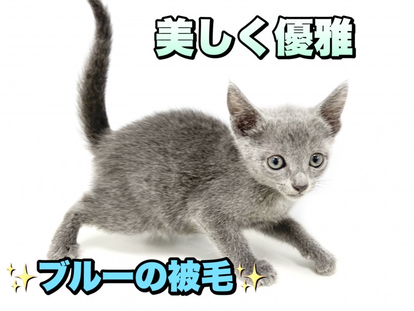 光沢感のある艶やかな被毛 | ロシアンブルー （150214） - 東川口店