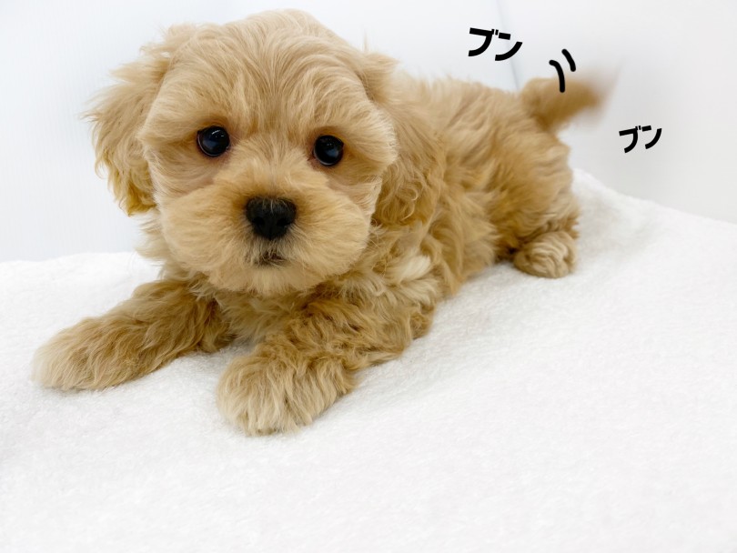 遊ぶことと抱っこしてもらうことが大好きな子です！ | MIX犬 プーニーズ （118581） - 城山店