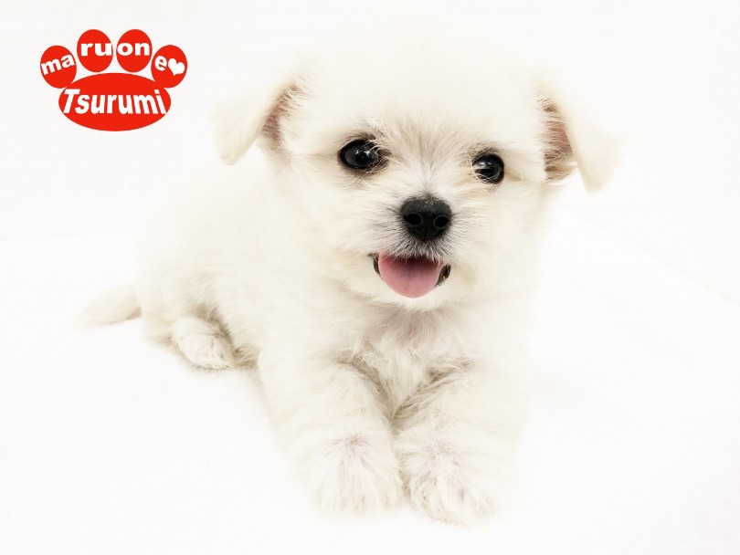 にっこり笑顔がカワイイのです！ | MIX犬 チワチーズ （713804） - 鶴見店
