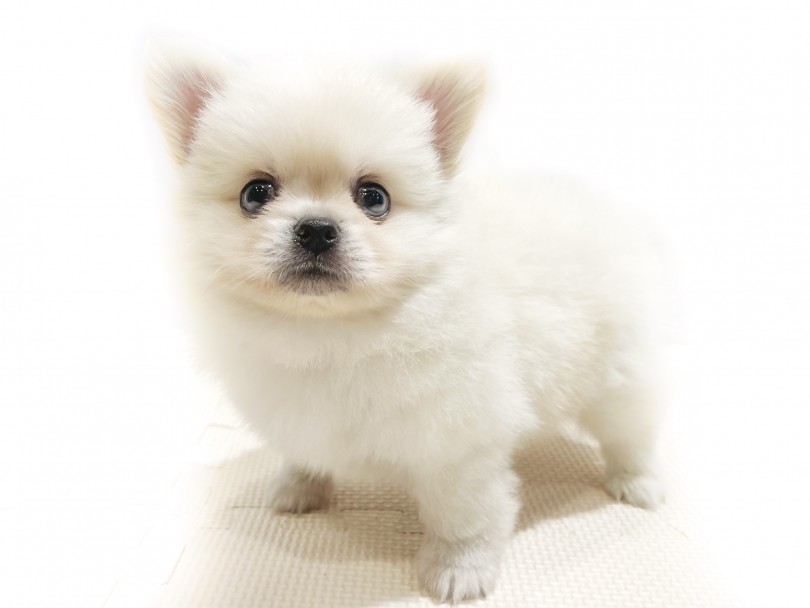 きっとあなたの最高のパートナーになること間違いなしですよ。 | MIX犬 ペキポメ （11856） - 横浜 白楽店