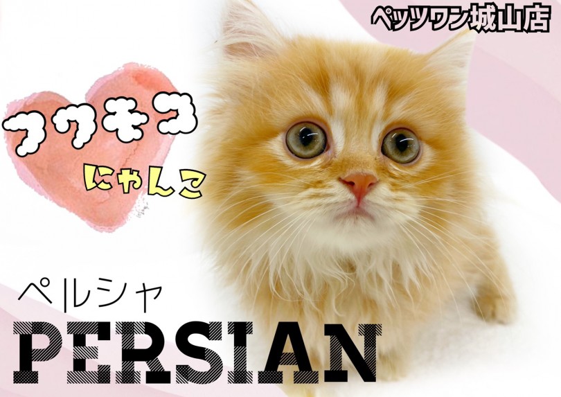 【 ペルシャ 】遊ぶの大好き！ひざ乗り大好き！甘えん坊のフワモコ猫