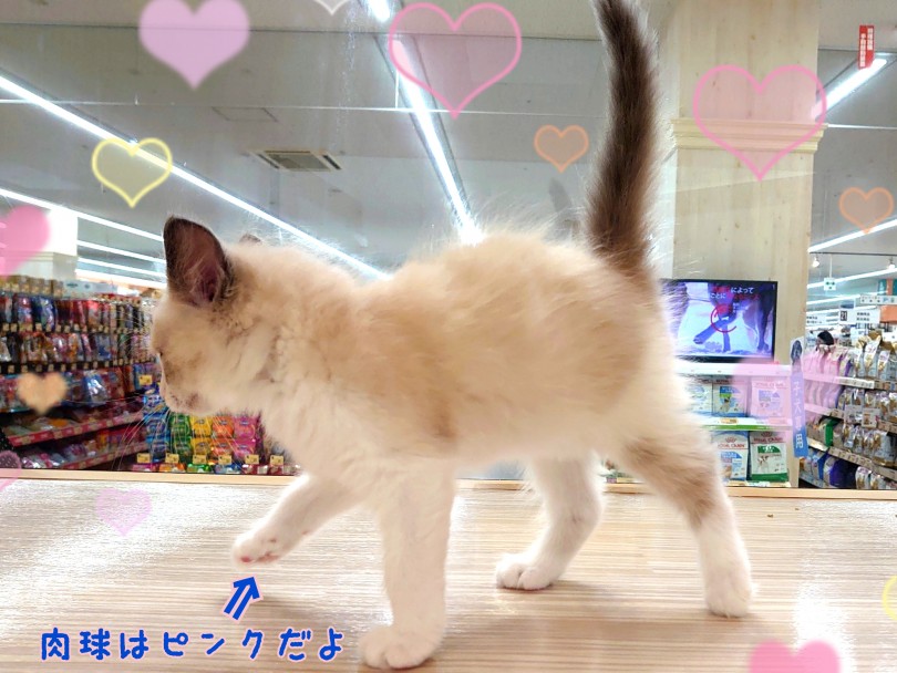 ブルーポイントバイカラーってどんな色？ | ラグドール （130348） - 高井戸店